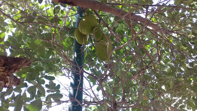 Estadio Nacho Peralta