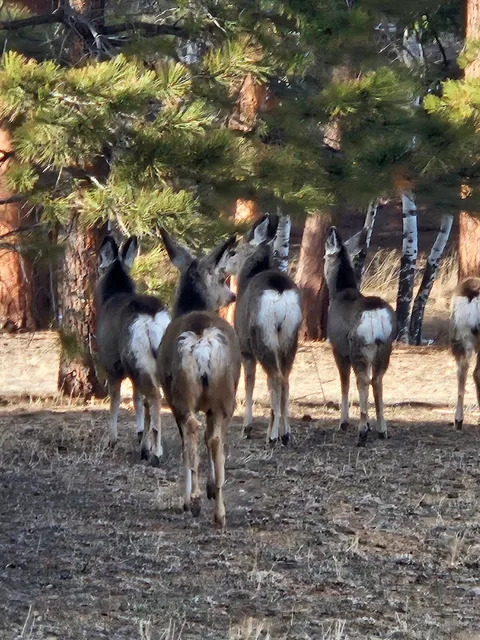A Third Way Cabin YMCA