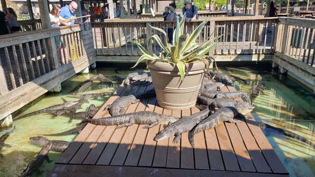 Gator Feeding Dock