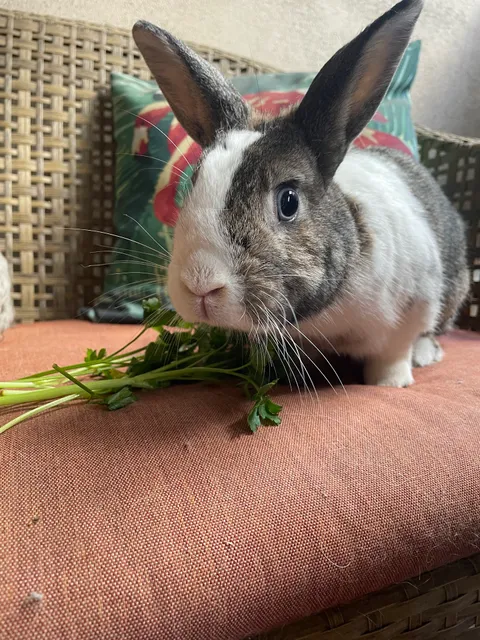 Bunny World Foundation