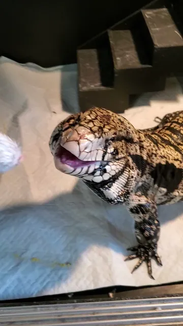 Lena The Lizard Lady LLC