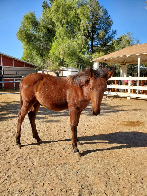 Wildhorse Ranch Rescue