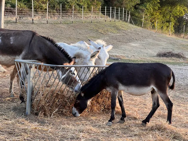 Ca di Luna - Asineria & Agricoltura Sociale