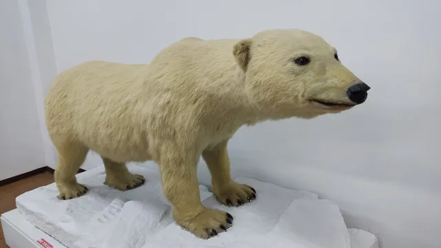 Natural History Museum University of Cauca