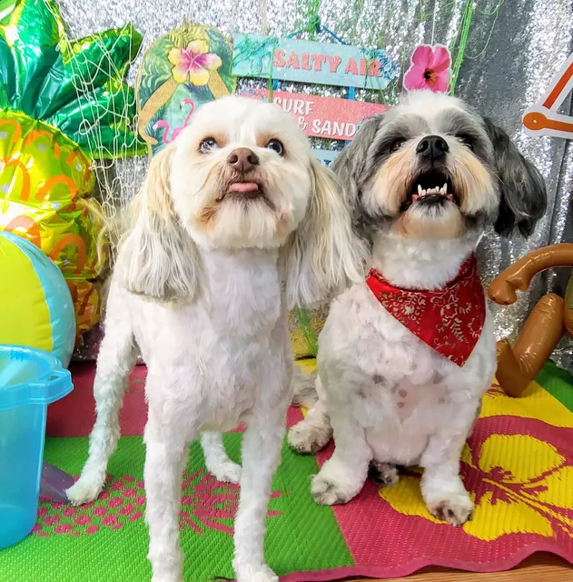 The Dawg House Pet Grooming, LLC