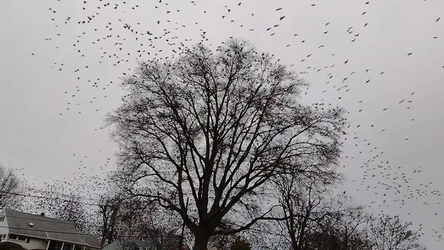 Stephen J. Capestro Park