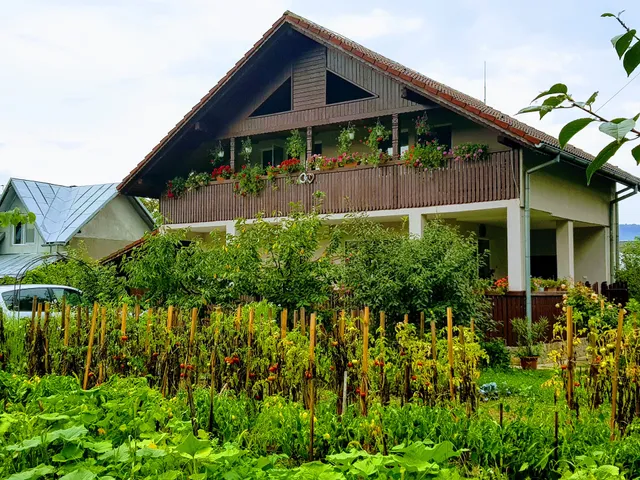 Casuta dintre salcii