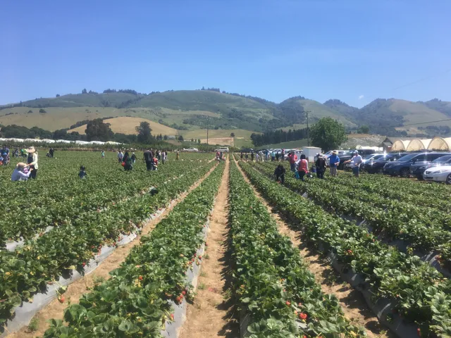 Gizdich Strawberry Patch