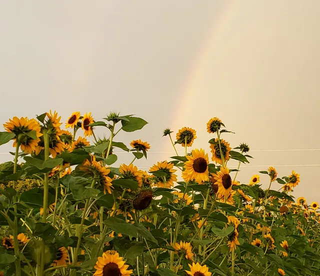 Barnyard Blooms Local Honey