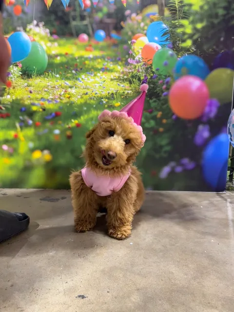 Bowz and Bones Pet Resort