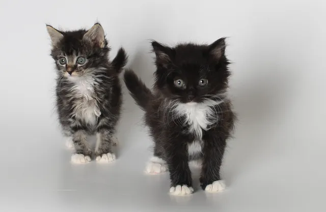 Sun Cities 4 Paws Cat Rescue