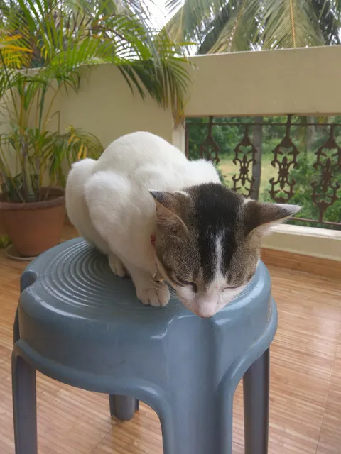 Shanguly Studio Home