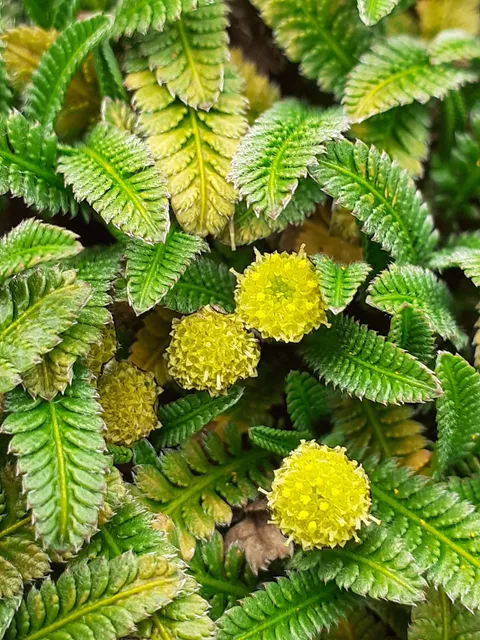 Trees For Canterbury