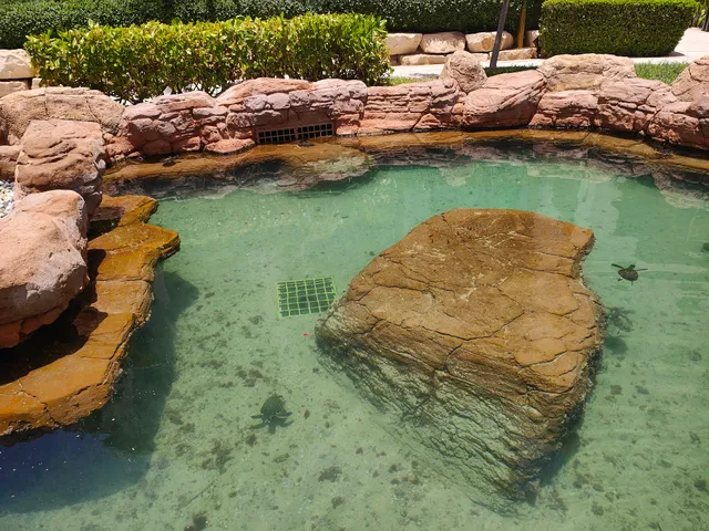 Dubai Turtle Rehabilitation Project