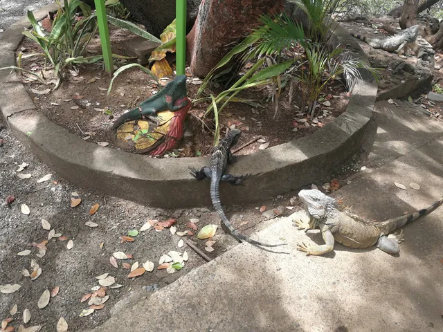 Roatán Iguana Excursions