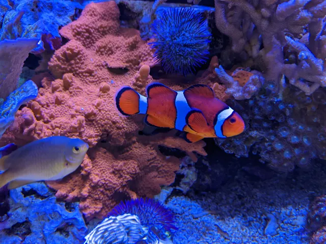 photo-3