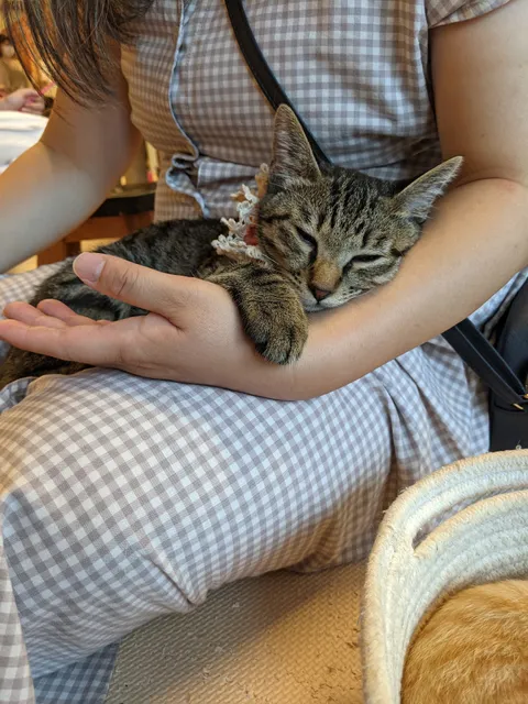 保護猫カフェねこかつ 川越店