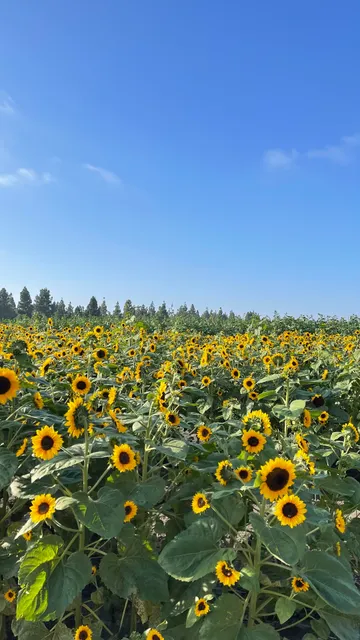 Tanaka Farms Hana Field
