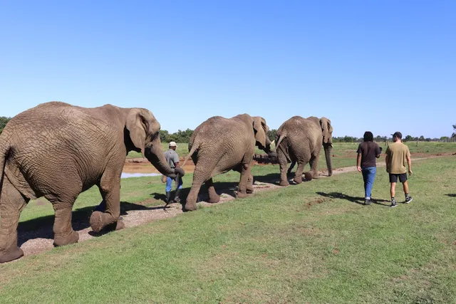Elephant Sanctuary Plettenberg Bay 🐘