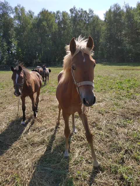 Moscow stud farm №1