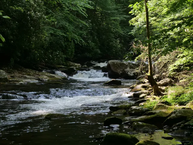 Cherokee National Forest