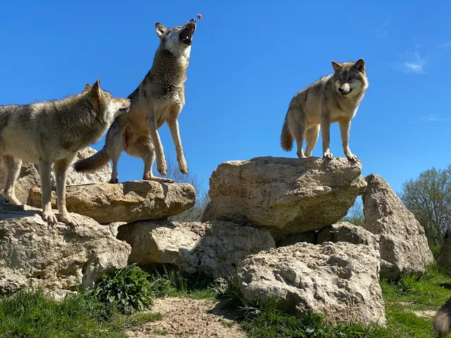 Appointment Earthen Animal