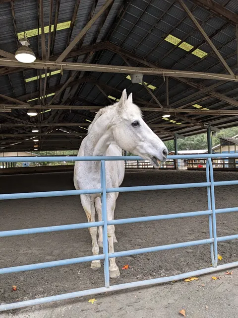 Spring Down Equestrian Center