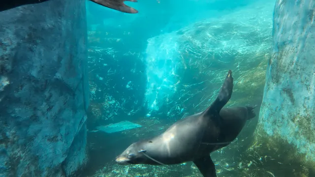 Pinniped Point