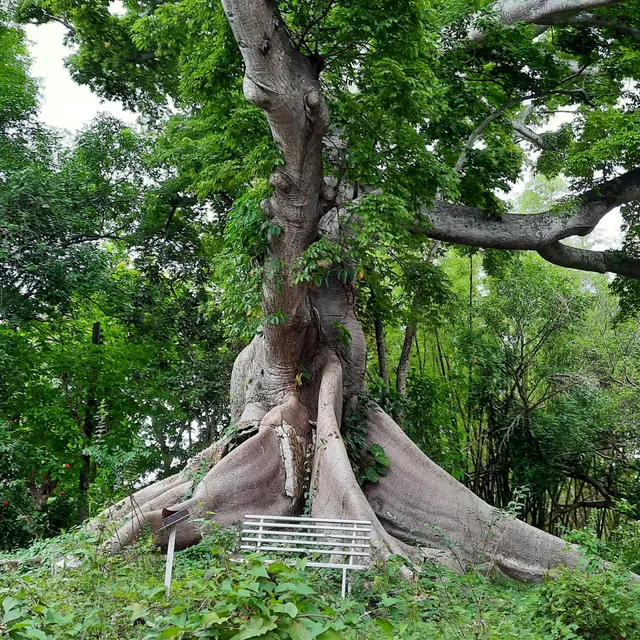 Ceiba de la Libertad