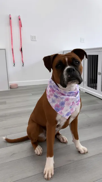 Little LuLu's Dog Spaw