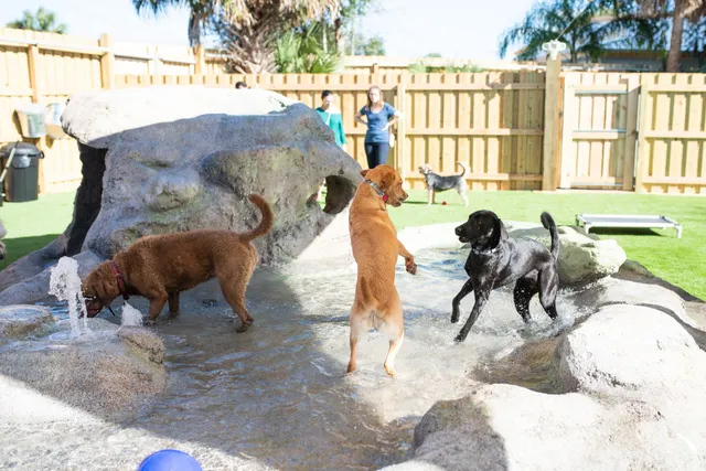 Camp Run-A-Mutt Gainesville