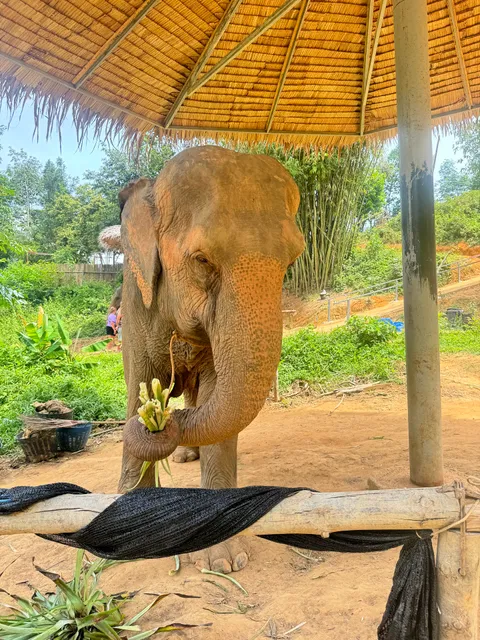 Phuket Elephant Care @ Loch Palm