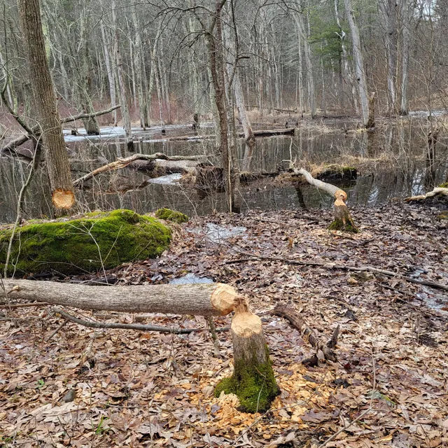 Joralemon Park Disc Golf Course