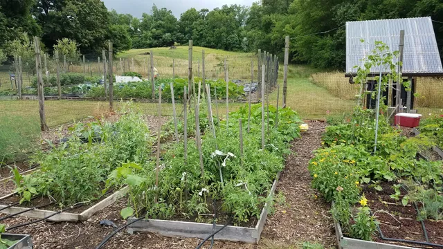 Sisters of St Joseph