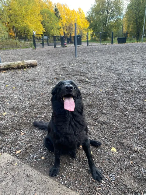 Kaitalahdenkuru dog park