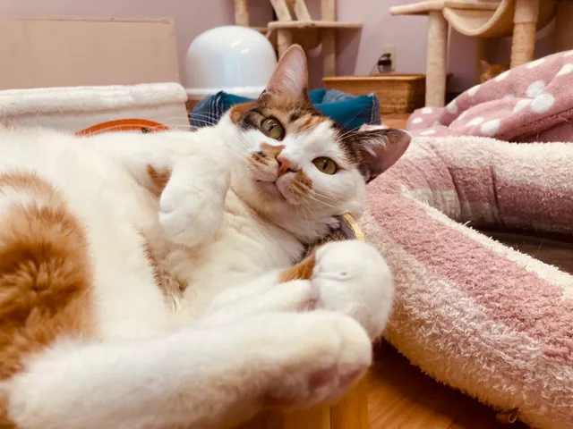 保護猫VELCAT馬車道店