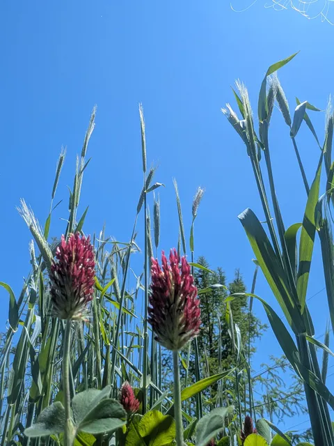 Ithaca Community Gardens