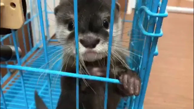 Kotsumeito Ikebukuro