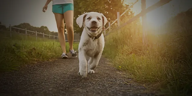 Metropolitan Veterinary Hospital Akron