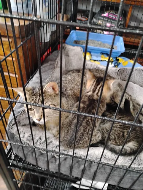 NEA Veterinary Clinic, INC/MyZouy Rescue