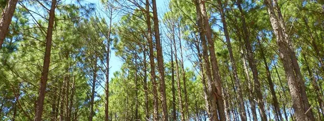 Alquiler Mykonos Pinamar