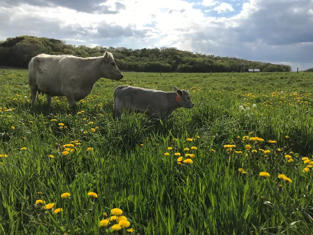 Bula's Pleasant Valley Farm
