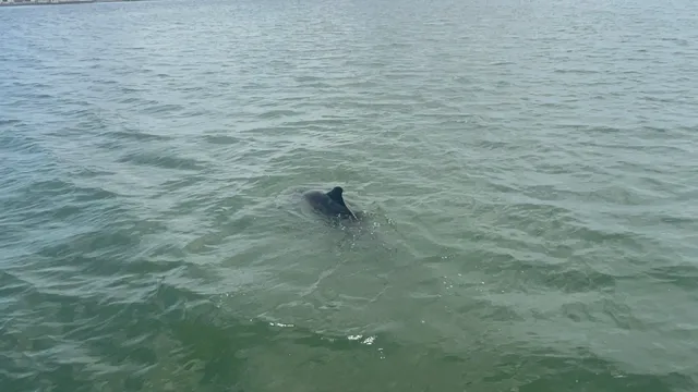 Adventure Cruise Inc