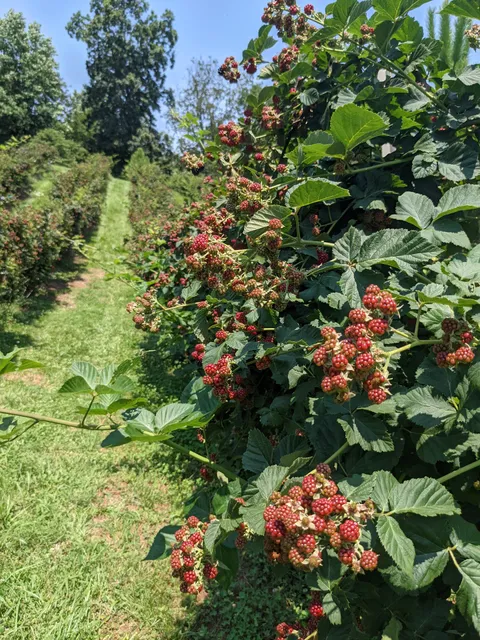 The Happy Berry, Inc.