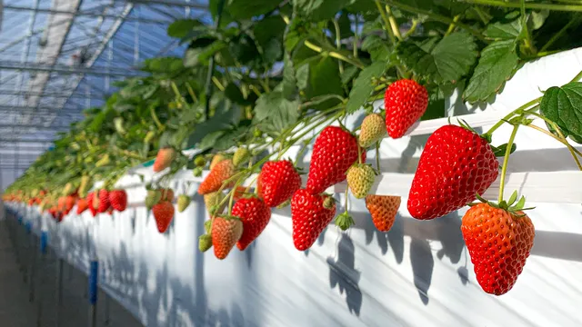 Karuizawa Garden Farm