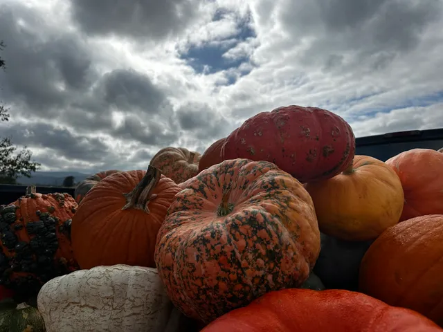 Antietam Pumpkins
