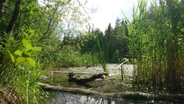 Oak forest at the canal - Guide to silence Stockholm