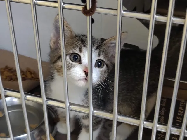 Chicago Animal Care and Control