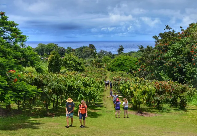 Hāmākua Chocolate Farm