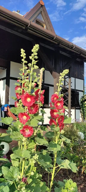 Dąbki Village - domki wypoczynkowe